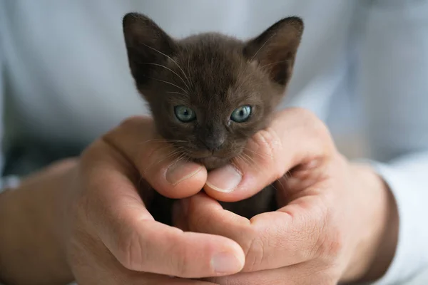 Brown burmese kitten sits in male hands — Stock Photo, Image