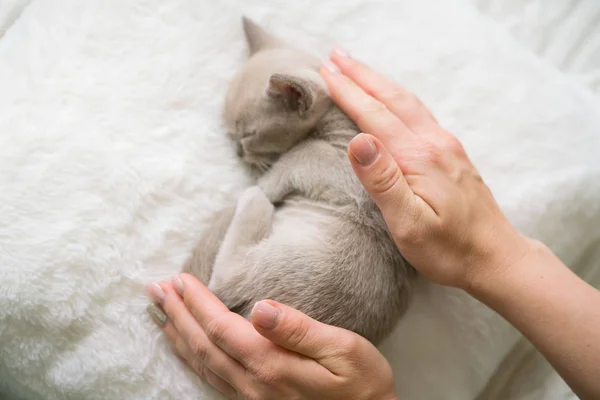 Beige burmese kitten sleeps on a pillow — Φωτογραφία Αρχείου