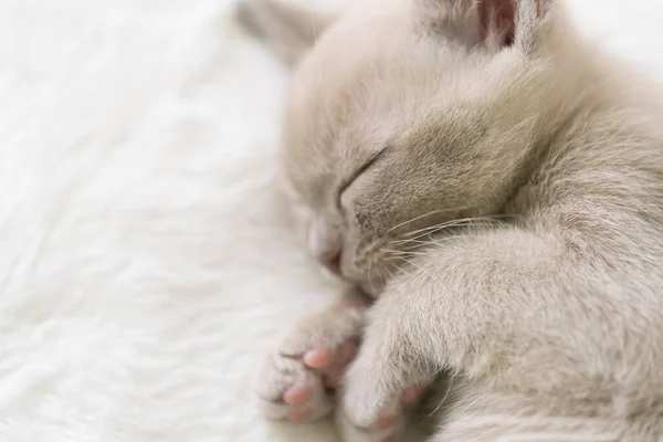Bej renkli burma kedisi yastıkta uyur — Stok fotoğraf