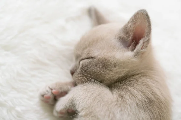 Beige burmesiska kattunge sover på en kudde — Stockfoto