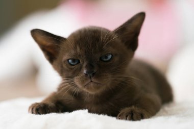 Kahverengi burma kedisi evde bir yastığın üzerinde yatıyor.