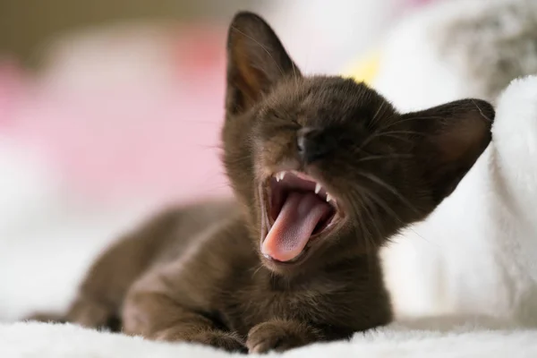 Kahverengi burma kedisi evde bir yastığa uzanıyor ve gülüyor. — Stok fotoğraf