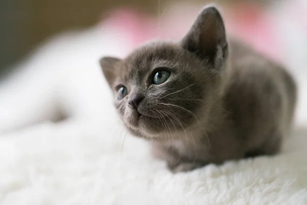 Gri Burmalı kedi evde bir yastığın üzerinde yatıyor. — Stok fotoğraf