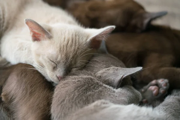 Dört Burmalı kedi kanepede uyur. — Stok fotoğraf