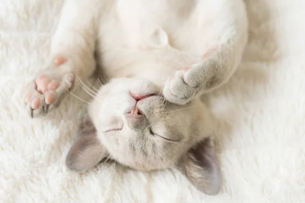 Beige burmese kitten sleeps on a pillow — Φωτογραφία Αρχείου