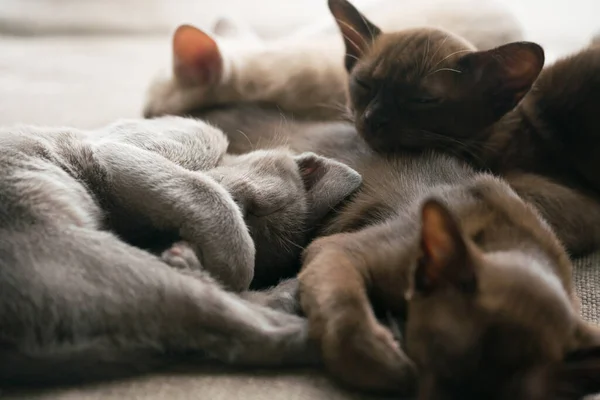 Four burmese kittens sleep on the couch — Φωτογραφία Αρχείου