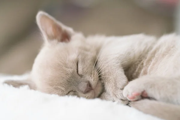 Beige burmese kitten sleeps on a pillow — Φωτογραφία Αρχείου