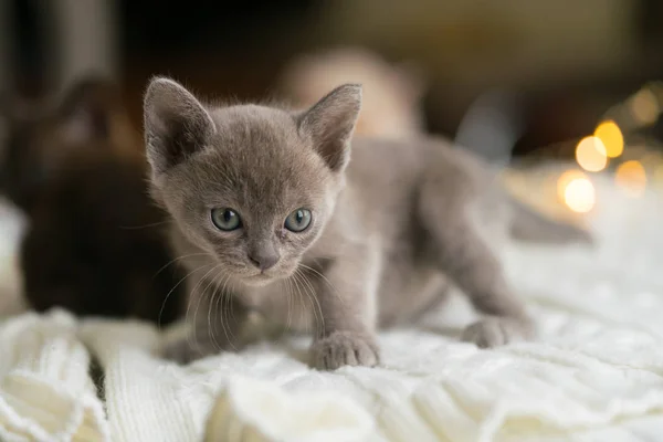 Playful gray burmese kitten is sitting on a white sweater at home — Stock Photo, Image