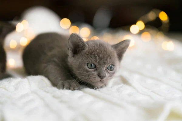 Lekfull grå burmesisk kattunge sitter på en vit tröja hemma — Stockfoto