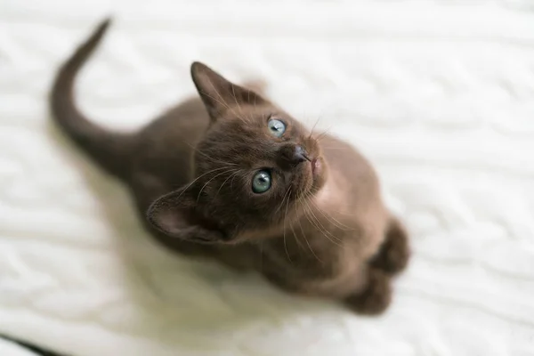 Brown burmese kitten is sitting on a white sweater at home — Stock Photo, Image