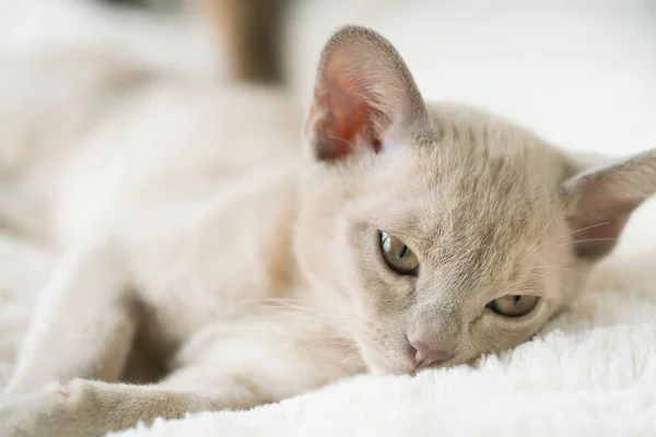 Beige burmese kitten lies on a pillow at home — Φωτογραφία Αρχείου