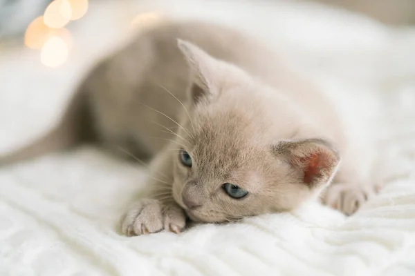 Oyuncu bej burmalı kedi yavrusu evde beyaz bir kazağın üzerinde oturuyor. — Stok fotoğraf