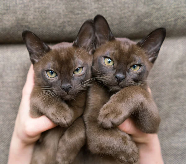 Two brown burmese kittens lie in female hands — Φωτογραφία Αρχείου