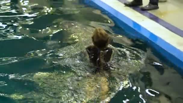 Дельфин катается на девушке в бассейне — стоковое видео
