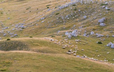 koyun sürüsü tepenin eteklerinde