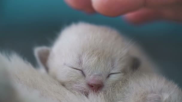Beige burmese kitten one week old close up — Stock Video