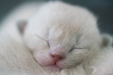 Bir haftalık bej burmalı kedi yavrusu. Yakın plan.