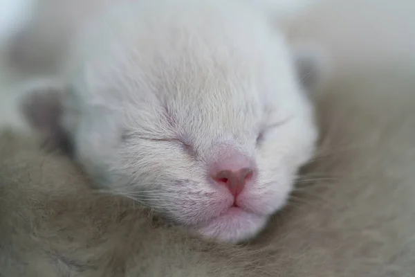 Beige burmese kitten one week old close up — Φωτογραφία Αρχείου