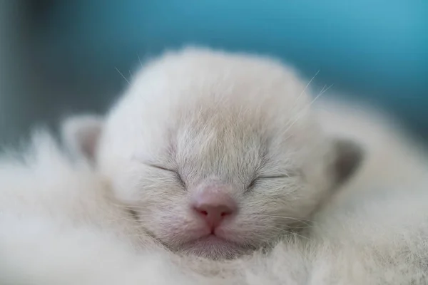 Beige burmese kitten one week old close up — Φωτογραφία Αρχείου