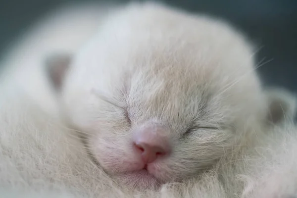 Bege birmanês gatinho uma semana de idade de perto — Fotografia de Stock