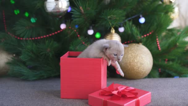 Gatito birmano beige se arrastra fuera de una caja de regalo de pie cerca de un árbol de Navidad — Vídeo de stock