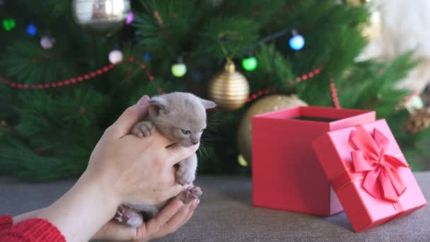Beige burmese kitten on hands on a background of the Christmas tree — Αρχείο Βίντεο