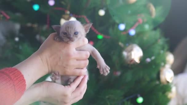Beige burmesische Kätzchen auf Händen auf dem Hintergrund des Weihnachtsbaums — Stockvideo