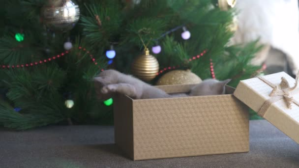 Gatinho birmanês bege rasteja para fora de uma caixa de presente que está perto de uma árvore de Natal — Vídeo de Stock
