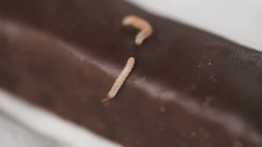 Hasarlı çikolata üzerinde larva