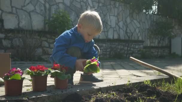 Мальчик сажает цветы — стоковое видео