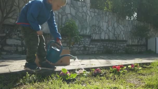 Pojken planterar blommor — Stockvideo