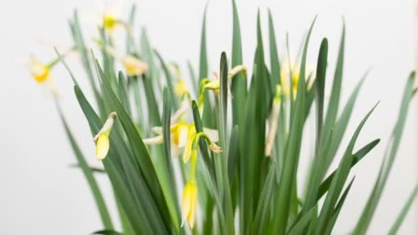 Time-lapse of opening yellow narcissus flowers — Stock Video