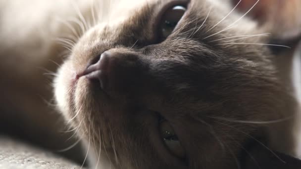 Brown burmese kitten lies on the couch at home — Stock Video