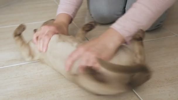 Cleaning floor with cute cat of burmese breed cat in woman hands sliding on home floor cleaning dust. — Stock Video