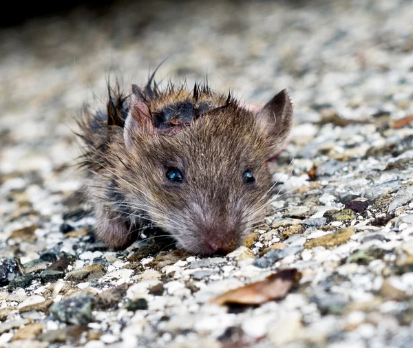 Dirty small mouse out of the sewers — Stock Photo © pmmart 126465248