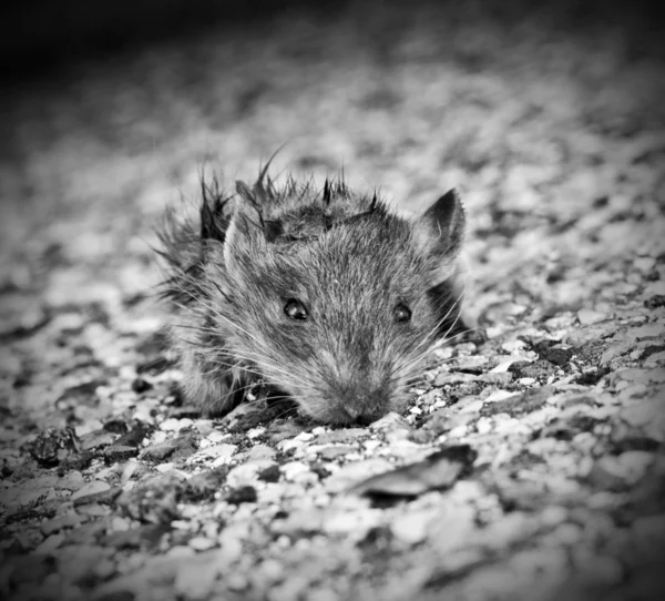 Smutsig liten mus ur kloakerna — Stockfoto