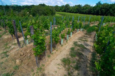 yarım daire bağ şarap yapmaya hazır