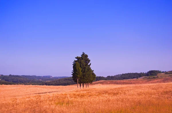 Ciprestes no meio de um campo de trigo — Fotografia de Stock
