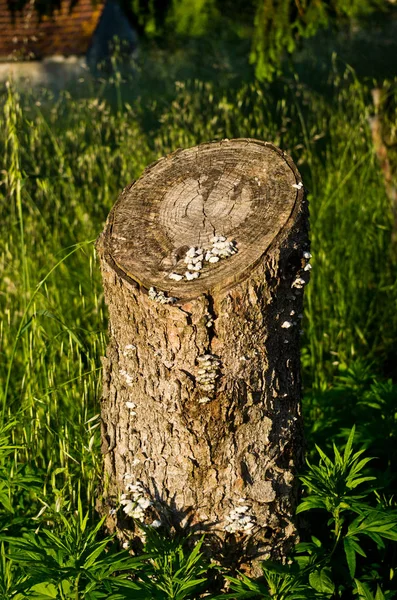 Drzewa wyciąć z pieczarkami — Zdjęcie stockowe