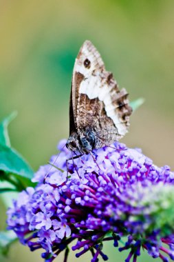Sarı kelebek güzel mor çiçek döşeme