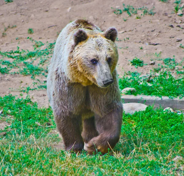 Bruine beer in de bergen op zoek naar voedsel — Stockfoto