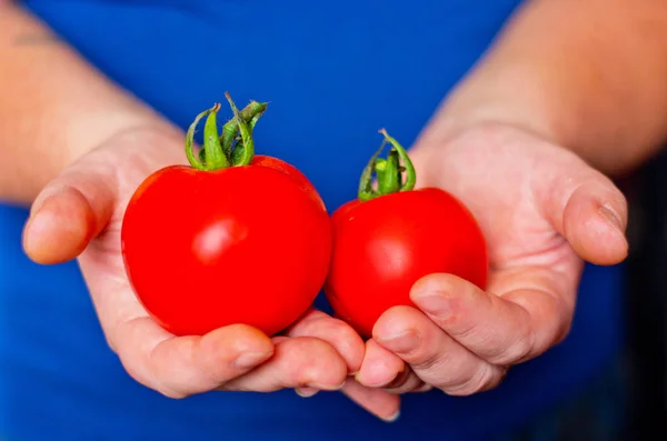 Två mogna tomater i händer — Stockfoto