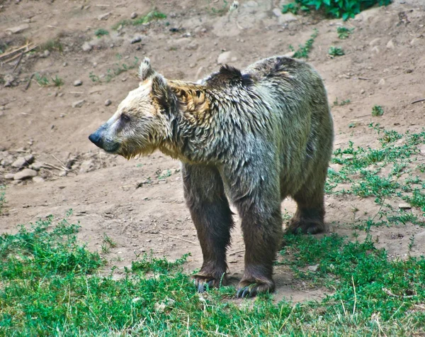 Бурий ведмідь у горах, дивлячись на продовольство — стокове фото