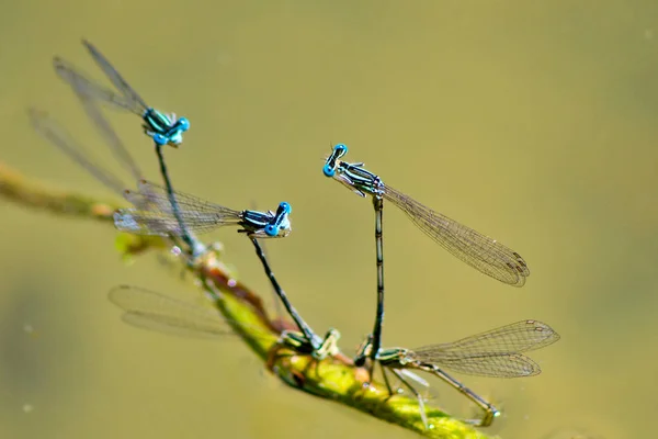 Муфта и размножение голубых стрекоз на озере — стоковое фото