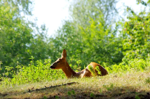 Roe Capreolus capreolus ที่ขอบของป่า — ภาพถ่ายสต็อก