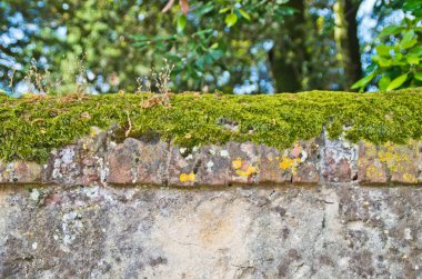 küf ve mantar bir duvar sıva