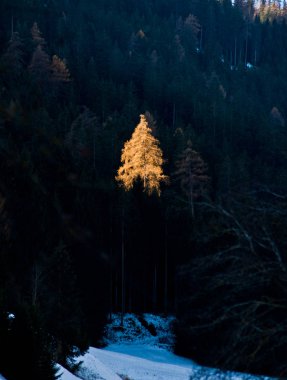 Ormanın ortasında ağaç turuncu yaprak