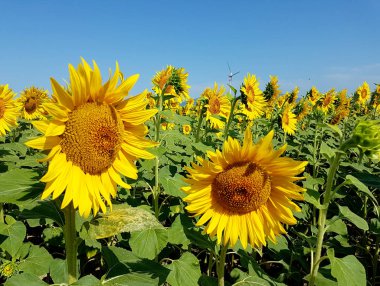 Ayçiçeği ve rüzgar türbinleri mavi gökyüzünün altında