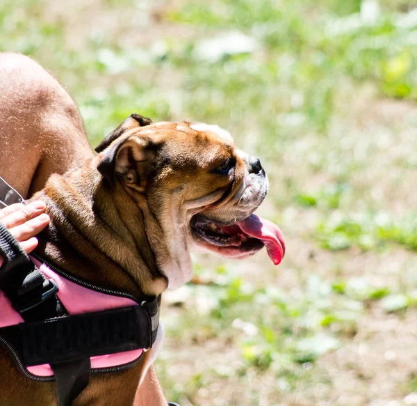 Bulldog kutya egy nyári rét — Stock Fotó