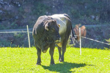 Siyah ve gri boğa, güçlü ve güçlü yüksek dağlardaki otları otlatıyor.